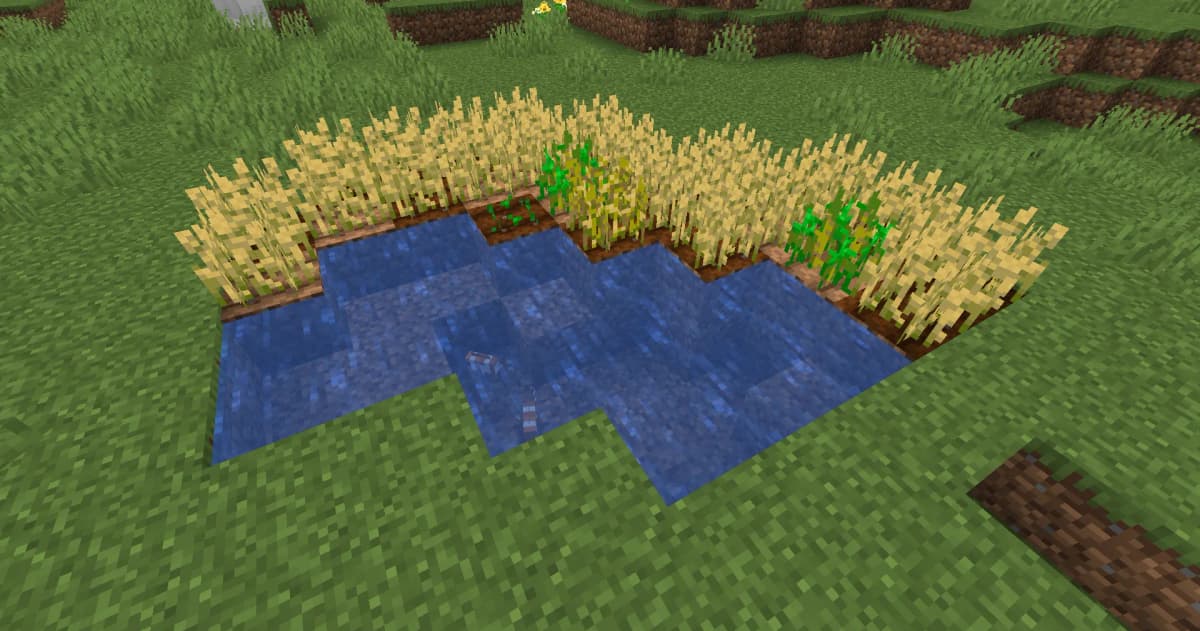 Plant seeds on tilled soil. Place water nearby to hydrate the farmland. Wait for the wheat to grow.
