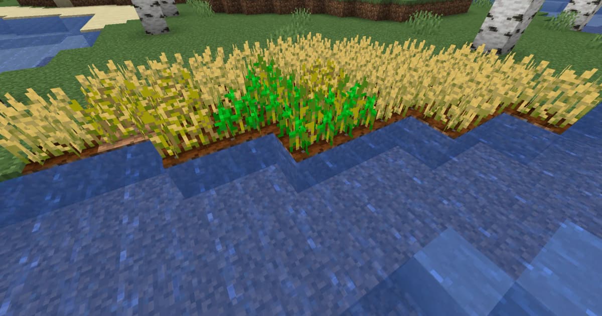 Where to Find Seeds: Break tall grass to obtain wheat seeds. How to Grow: Use a hoe to prepare soil for planting seeds…
