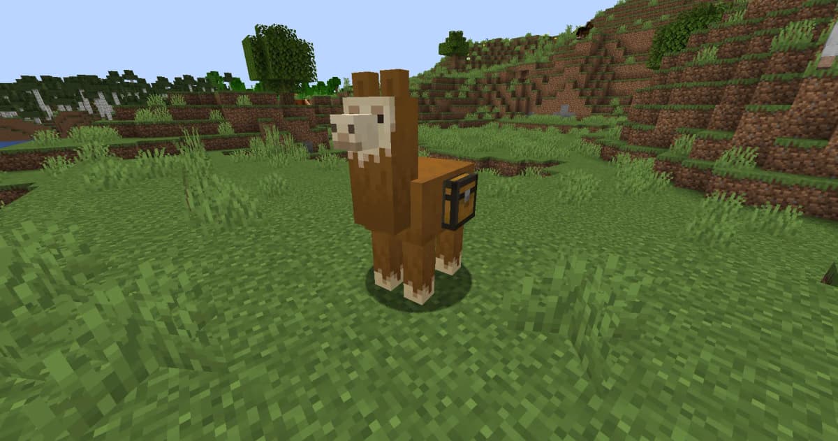 After taming a llama, you can attach a chest to it.
