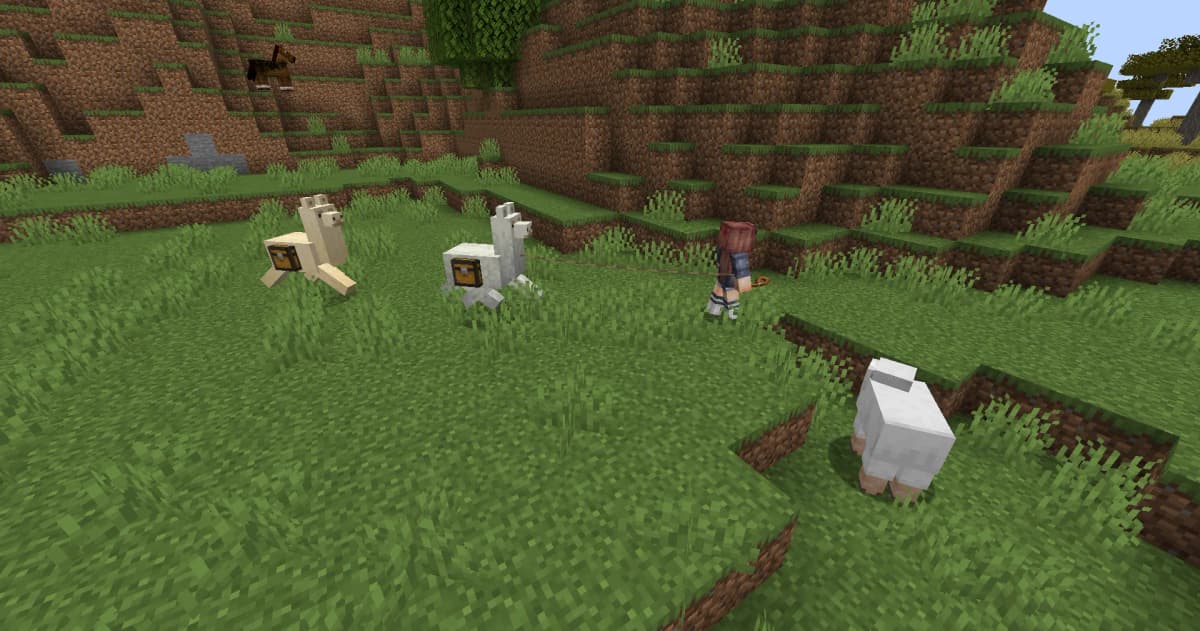 Use a lead to guide the first llama; the others will follow. Caravans are convenient for transporting large amounts of items.